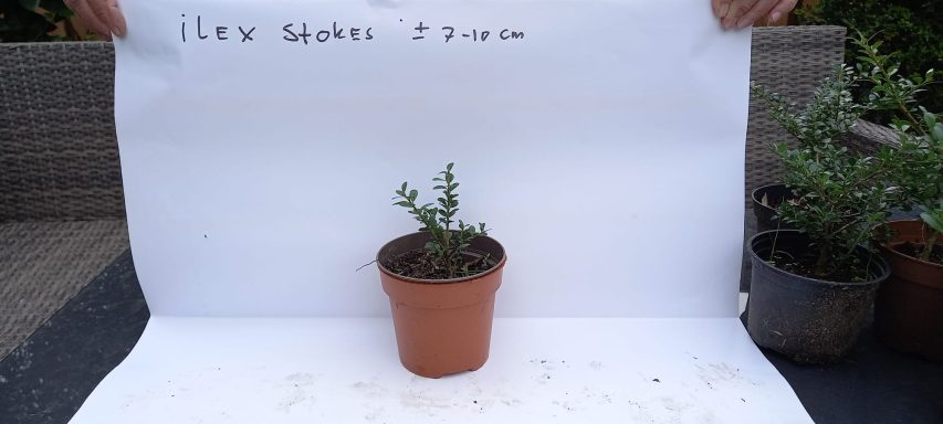 Ilex Stokes 7-10 cm