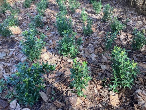 Kardinaalsmuts "Green Spirit"