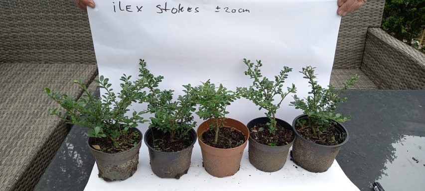 Ilex Stokes 20 cm