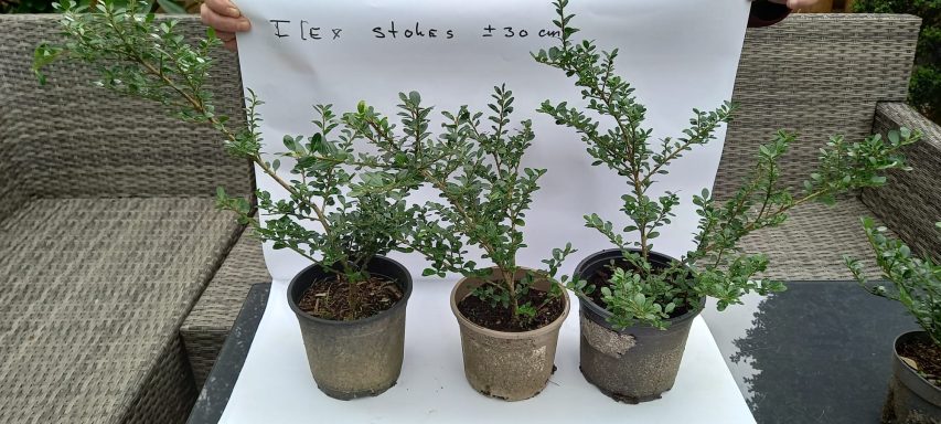 Ilex Stokes 30 cm