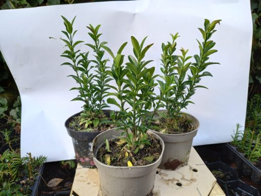 Kardinaalsmuts "Green Spirit"